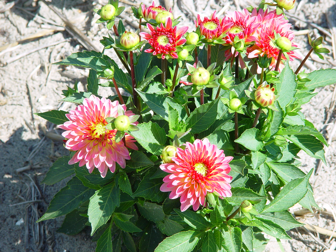 Dahlia 'Delighting Glow'